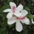 Group logo of Gardens and Projects Show‑and‑Tell with Native Hawaiian and Canoe Plants